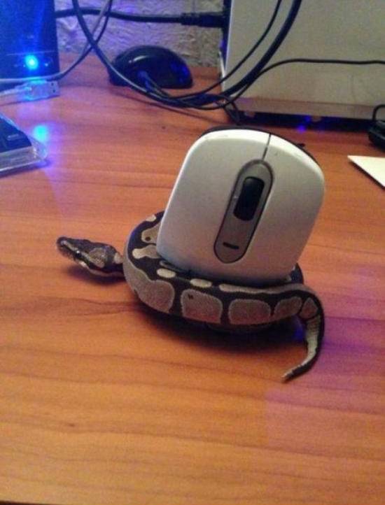 Wrong Mouse?